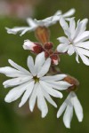 Small-flowered Prairie Star blossoms detail