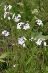 Small-flowered Prairie Stars