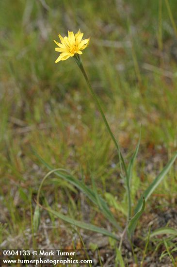 Microseris nutans