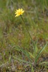 Nodding Microseris