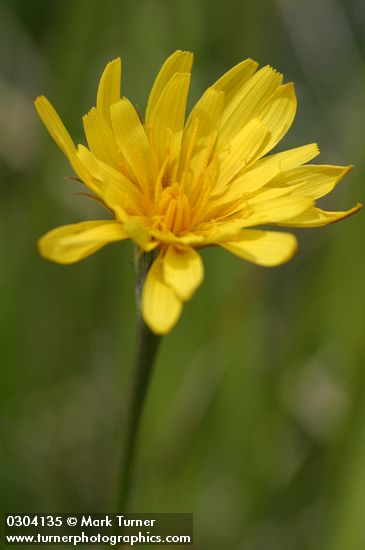 Microseris nutans