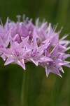 Douglas' Onion blossoms detail