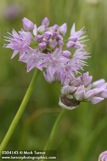 Allium douglasii