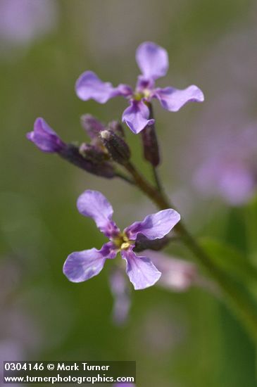 Chorispora tenella