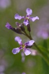 Blue Mustard blossoms detail