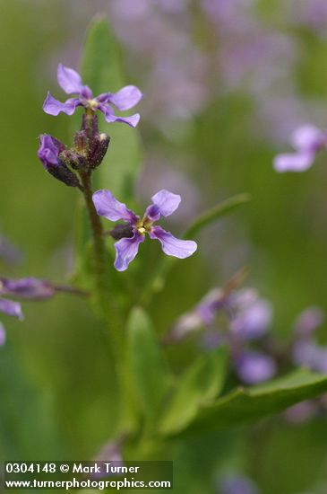 Chorispora tenella