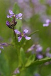 Blue Mustard blossoms