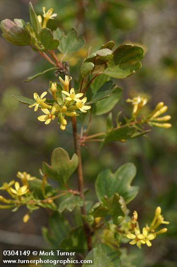 Ribes aureum