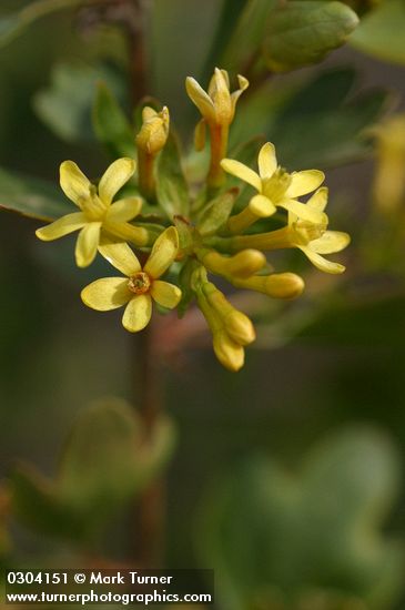 Ribes aureum