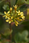 Golden Currant blossoms