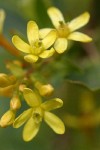 Golden Currant blossoms detail