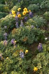 Hooker's Balsamroot among Prairie Lupines at sunset