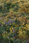 Hooker's Balsamroot among Prairie Lupines & sagebrush at sunset