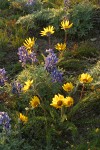 Hooker's Balsamroot & Prairie Lupines at sunset