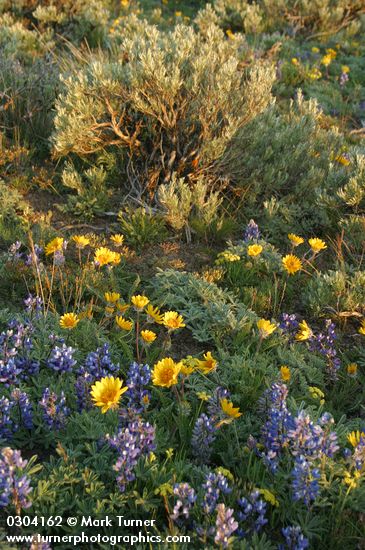 Balsamorhiza hookeri; Lupinus lepidus