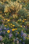 Hooker's Balsamroot among Prairie Lupines & sagebrush at sunset