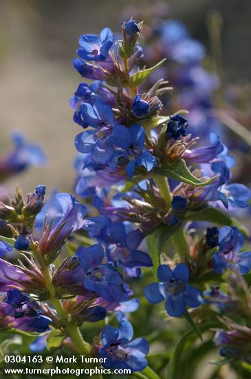 Penstemon acuminatus