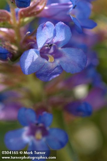 Penstemon acuminatus