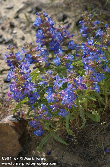 Penstemon acuminatus