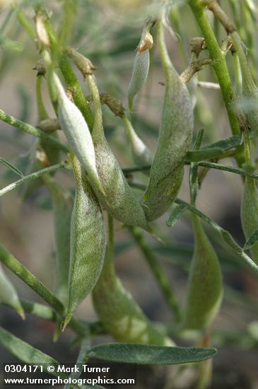 Astragalus sclerocarpus