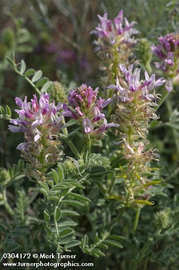 Astragalus succumbens