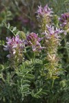 Columbia Milk-vetch