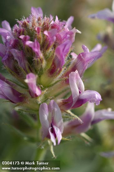 Astragalus succumbens