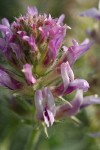 Columbia Milk-vetch blossoms detail