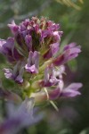 Columbia Milk-vetch blossoms detail