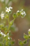 Wing-nut Cryptantha blossoms & foliage detail