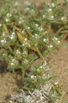 Opening Cryptantha