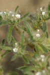 Opening Cryptantha blossoms & foliage detail