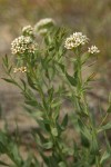 Pale Bastard Toad-flax