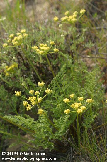 Pteryxia terebinthina var. terebinthina (Cymopterus terebinthinus var. terebinthinus)