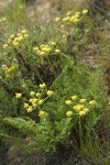 Northern Indian Parsnip (Turpentine Wavewing)