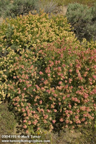 Grayia spinosa