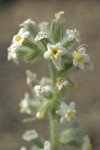 Gray Cryptantha blossoms detail