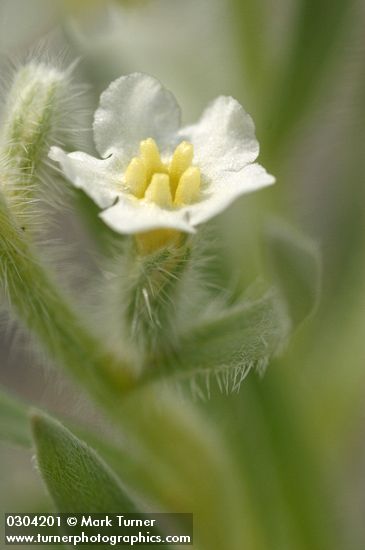 Cryptantha leucophaea