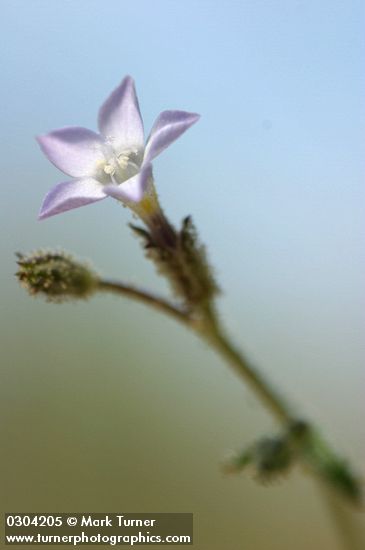 Gilia sinuata