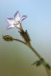 Shy Gilia (Rosy Gilia) blossom detail against sky