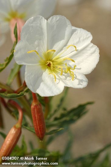 Oenothera pallida