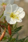 Pale Evening Primrose blossom