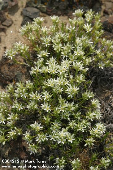 Arenaria franklinii