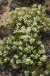 Franklin's Sandwort