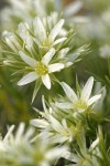 Franklin's Sandwort blossoms detail