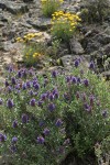 Purple Sage w/ Linear-leaf Daisies bkgnd