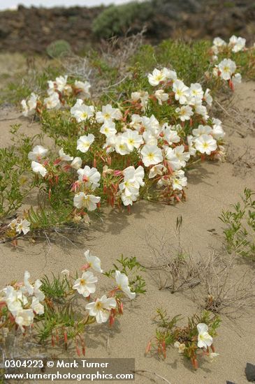 Oenothera pallida