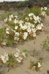 Pale Evening Primroses on sand dune