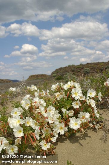 Oenothera pallida