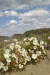 Pale Evening Primroses on sand dune under blue sky w/ clouds